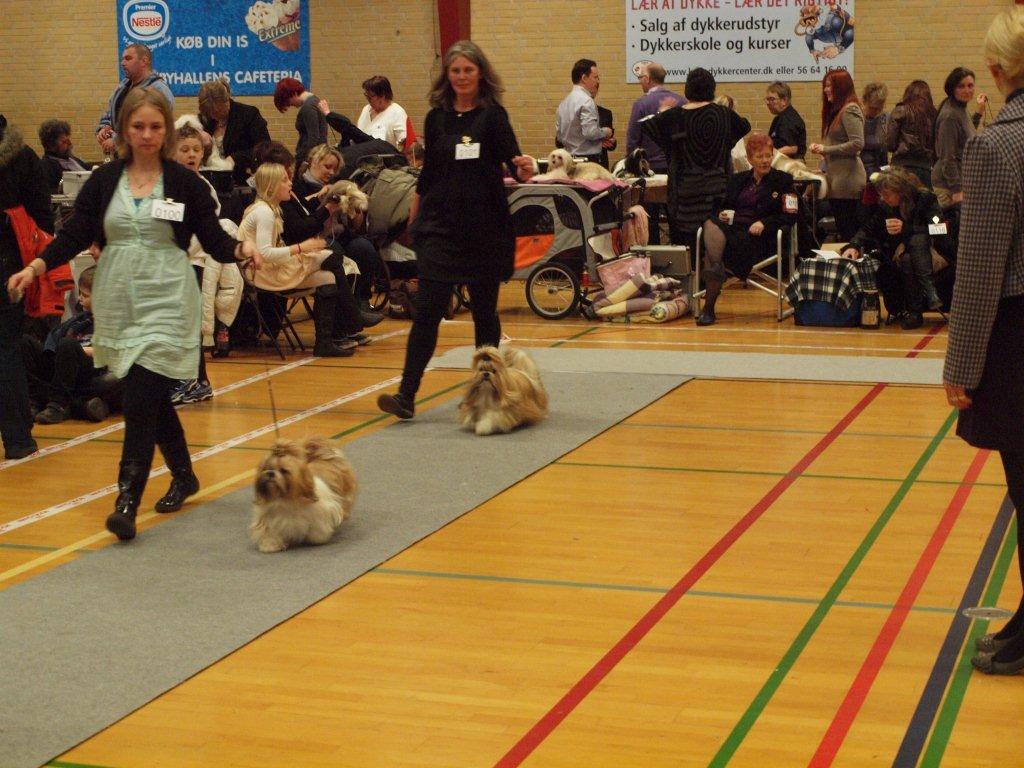 Shih Tzu Danmark